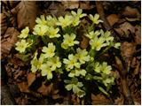 Navadni jeglič ali trobentica (Primula vulgaris)